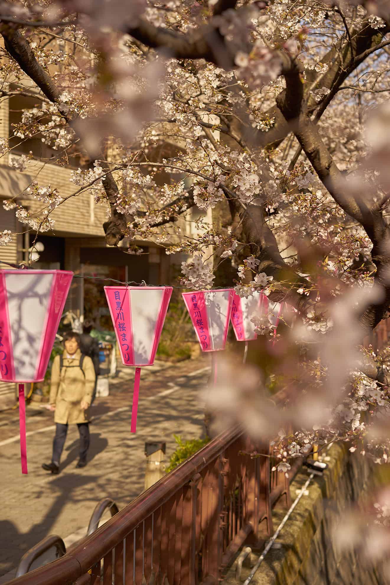 View through blossoming trees of city street lined with pink & white flags and a pedestrian
