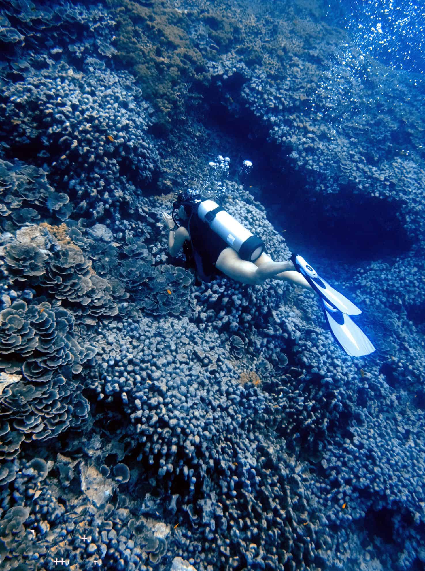 Scuba diver looking at coral in the ocean