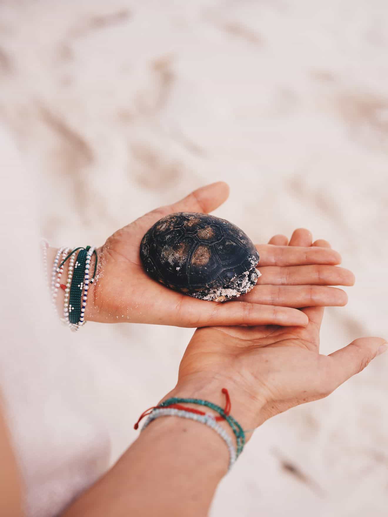 Turtle held in palm of two hands against backdrop of sand
