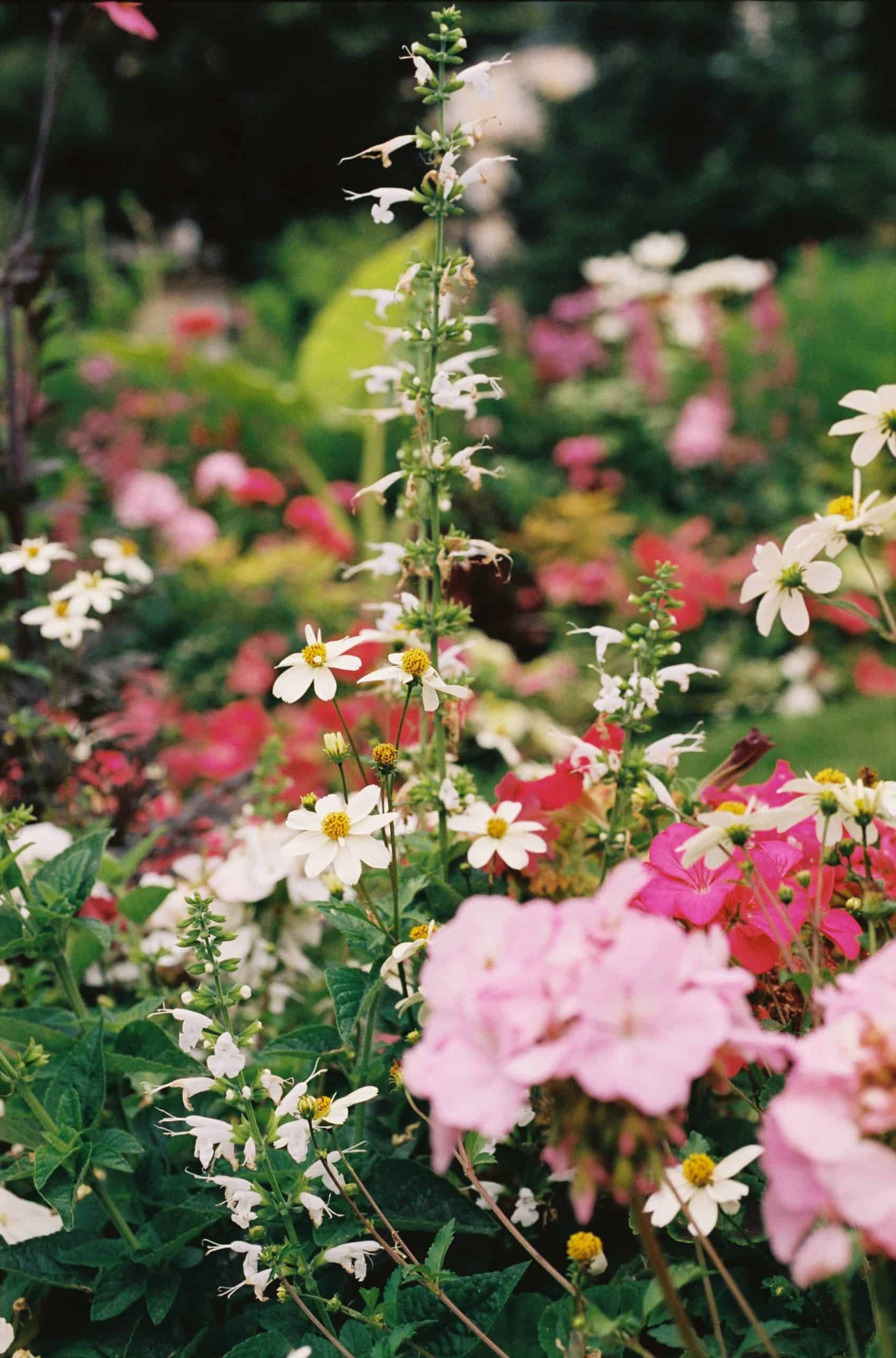 Close-up of a garden of wildflowers