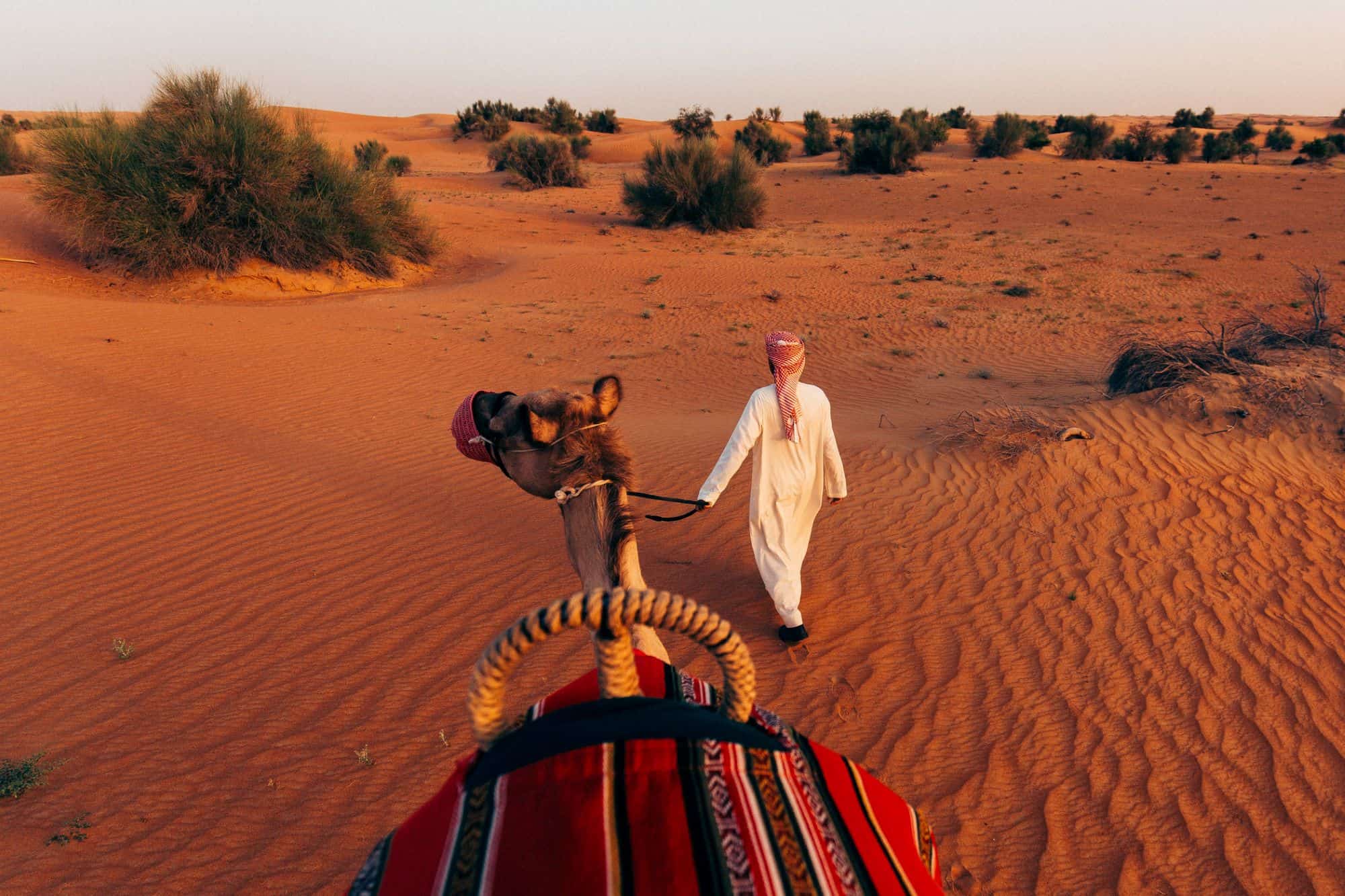 View from camel's back of person walking with the reigns