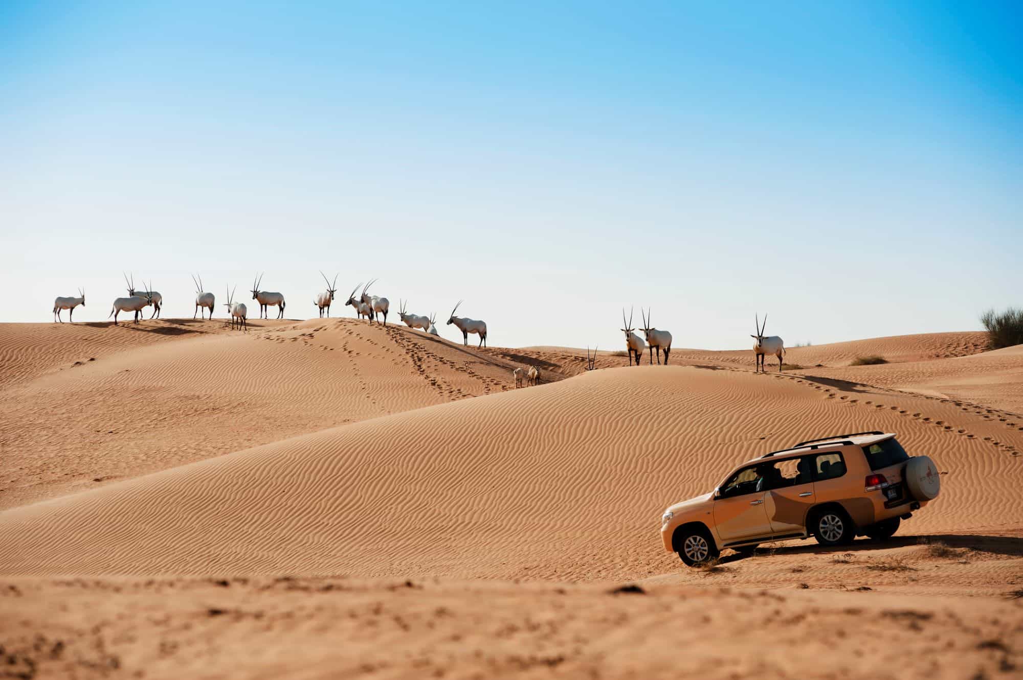 A jeep driving on sand dunes with a heard of animals in background