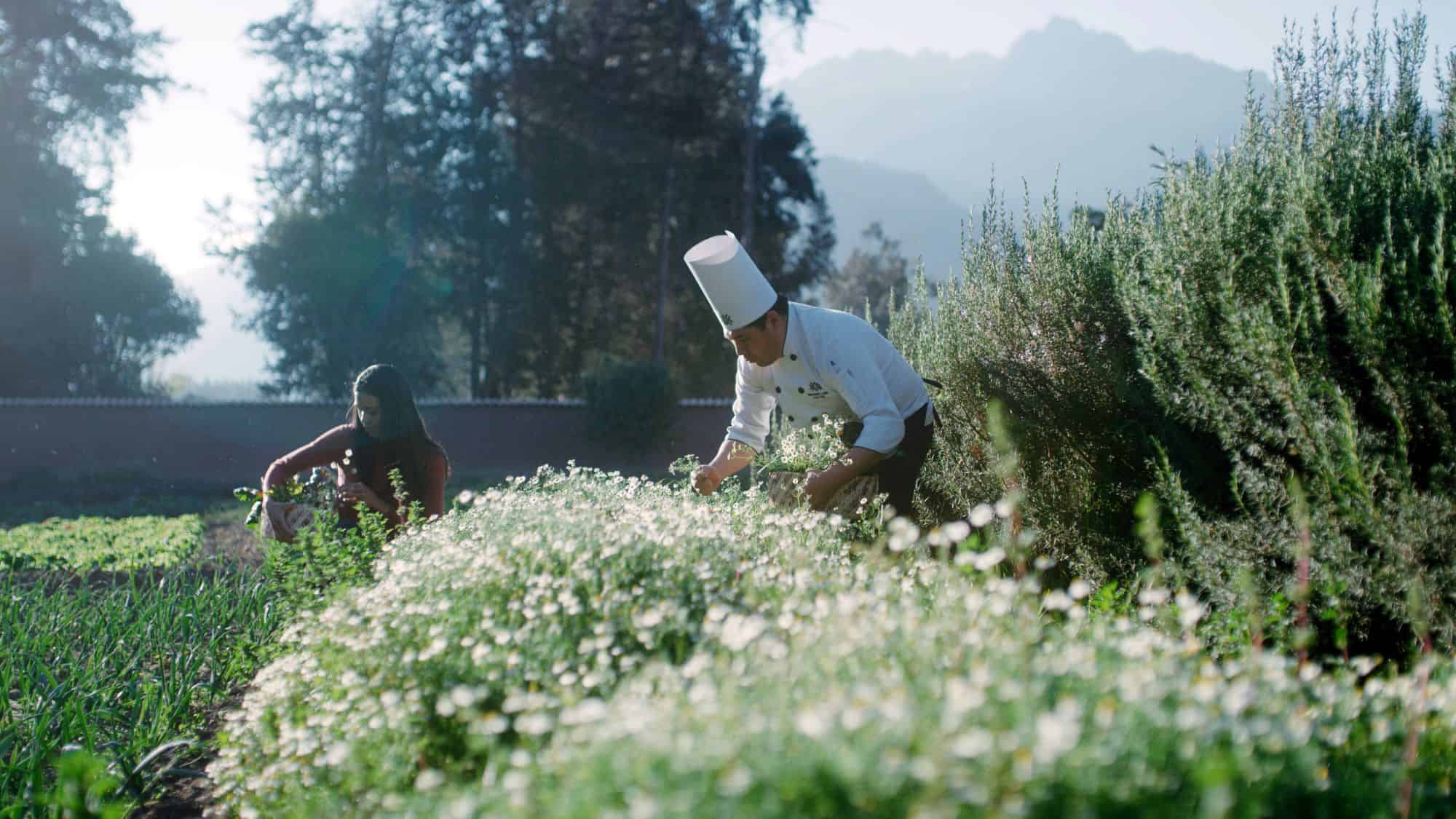 A chef tending an onsite garden