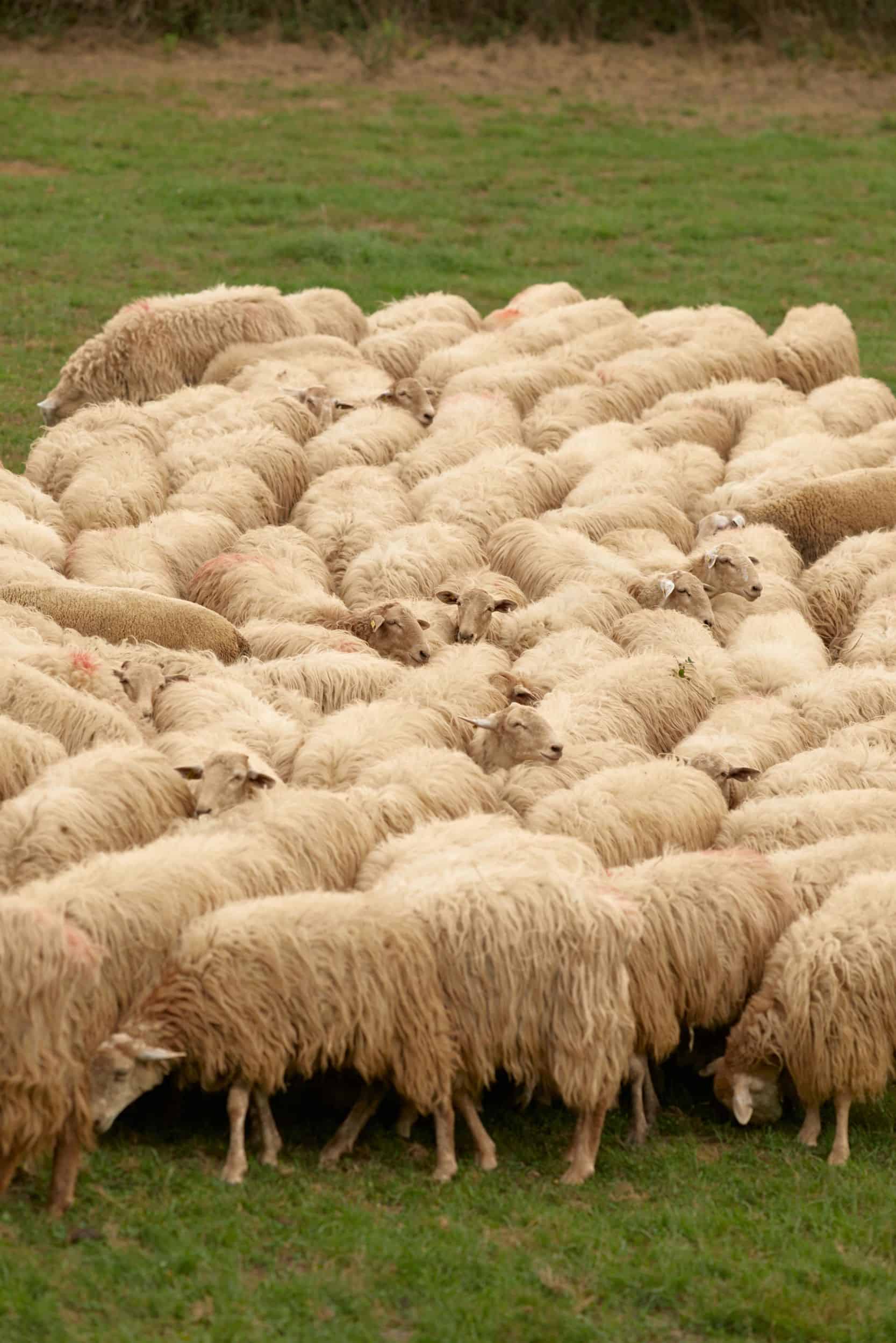 A cluster of sheep