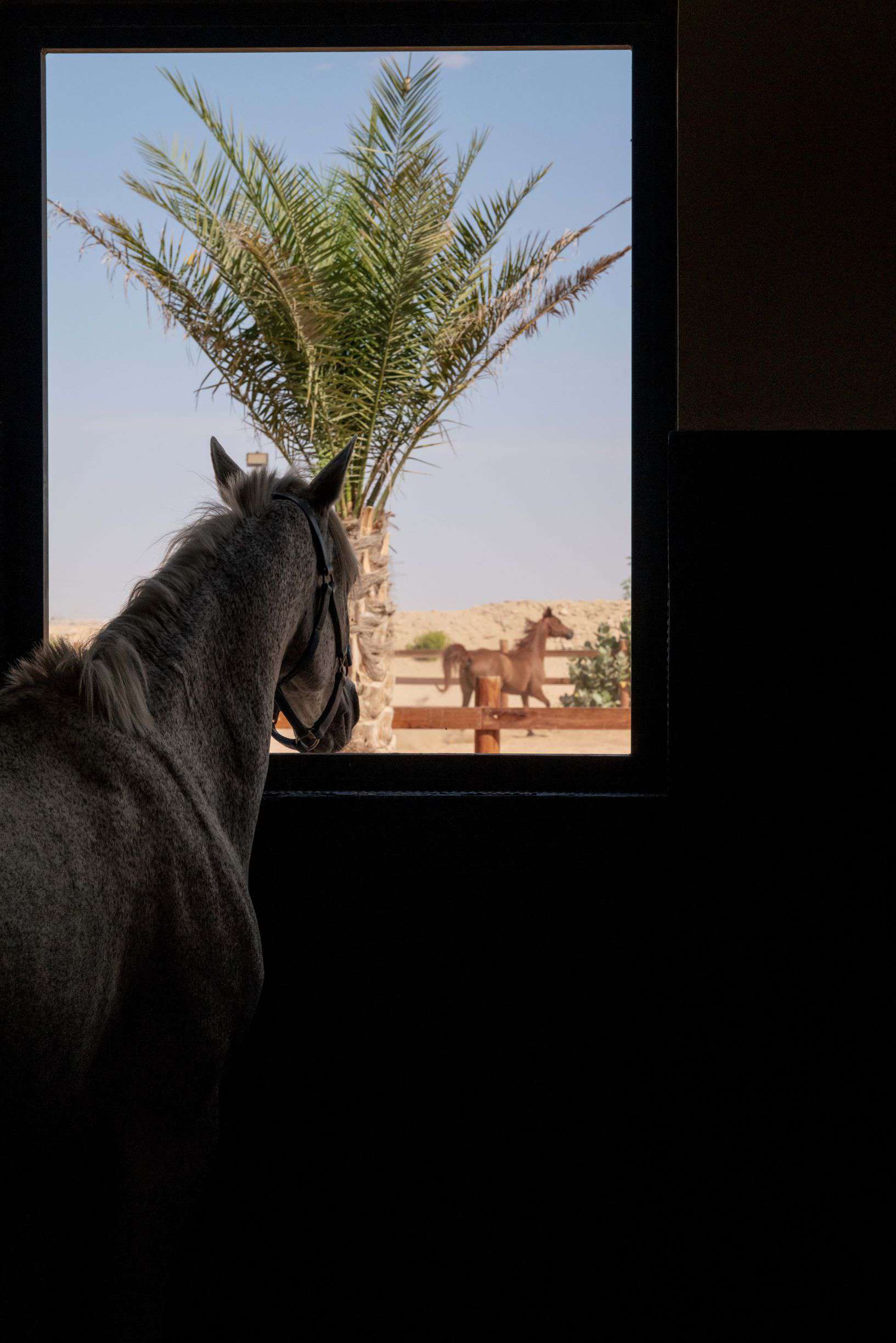 horse looking out of stable
