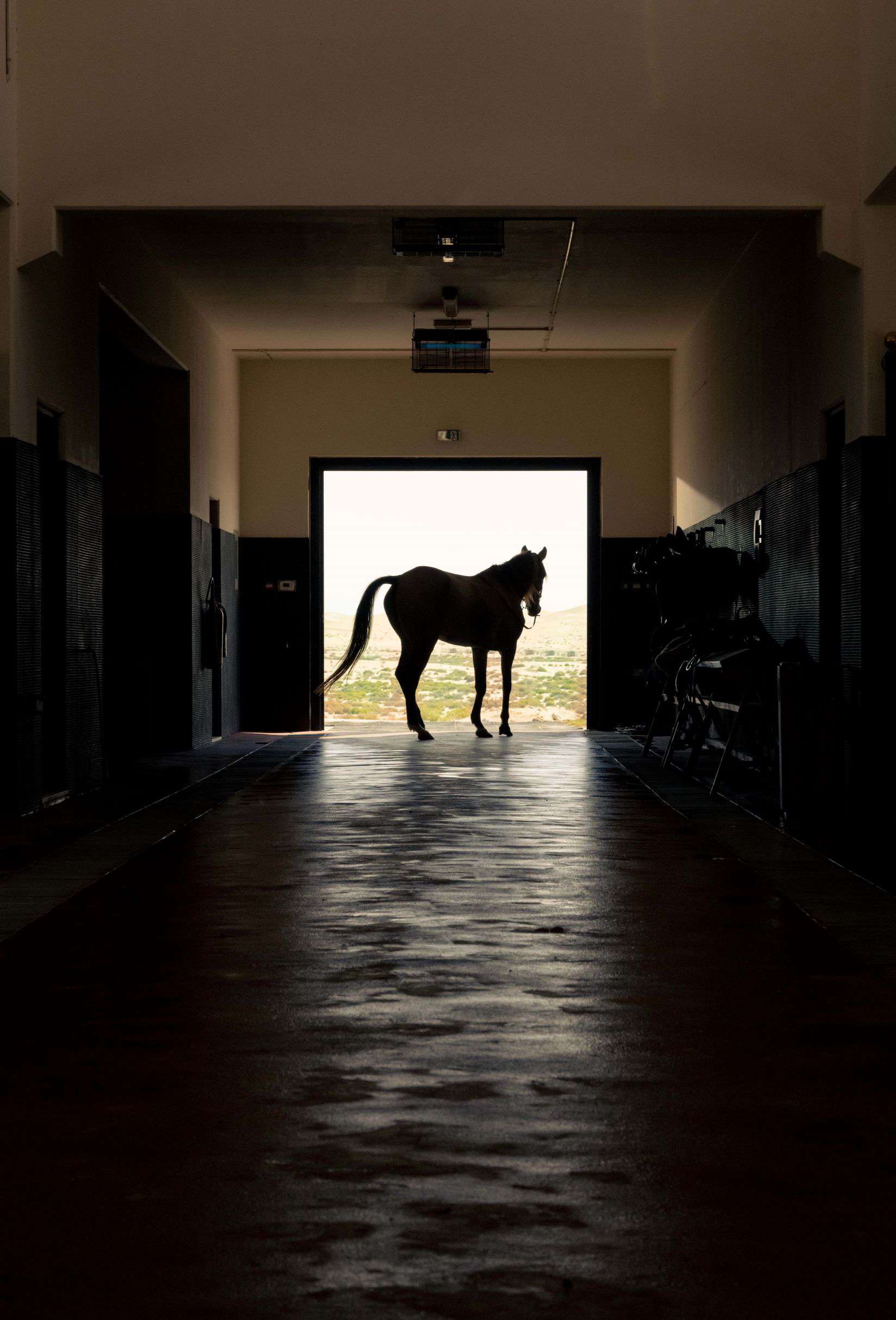 horse in entryway