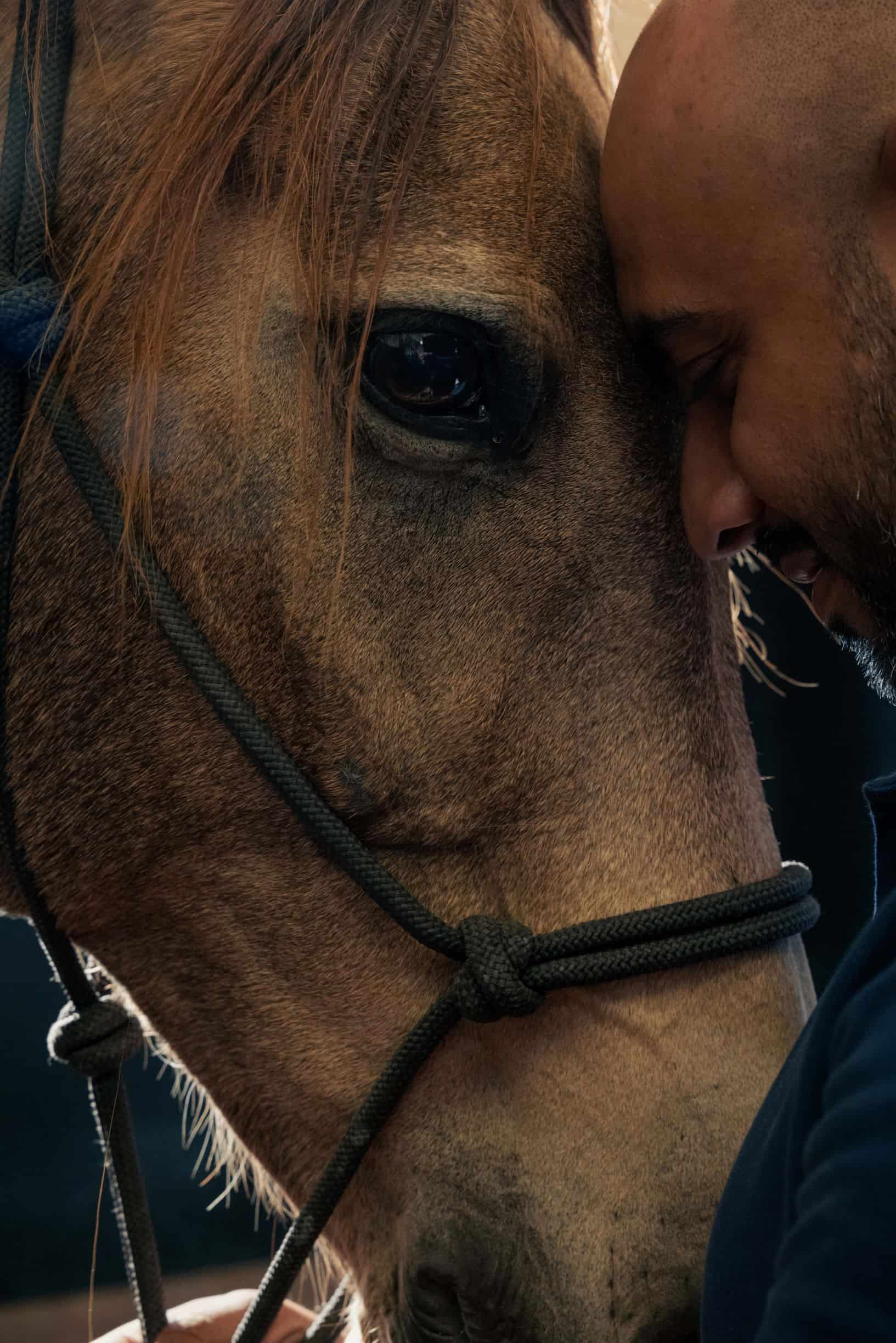 man petting horse