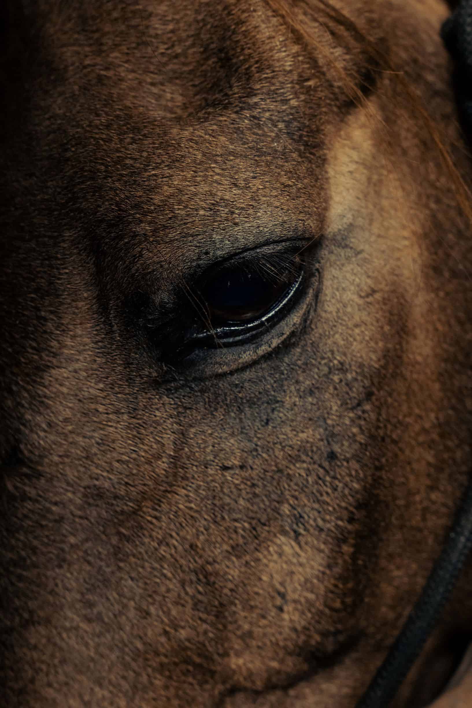 eye of horse up close